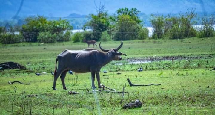 White Rose Safari Home Stay Udawalawe Buitenkant foto