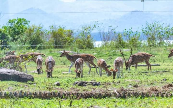 White Rose Safari Home Stay Udawalawe Buitenkant foto